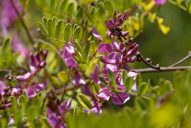 Jardin Botanique de la Bastide-020